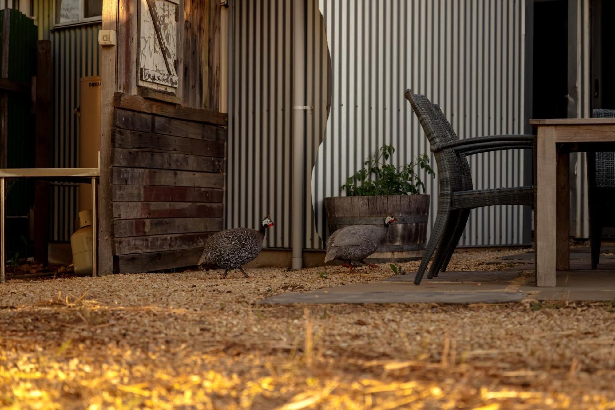 Bed In A Shed Vineyard Stay Watervale Luaran gambar